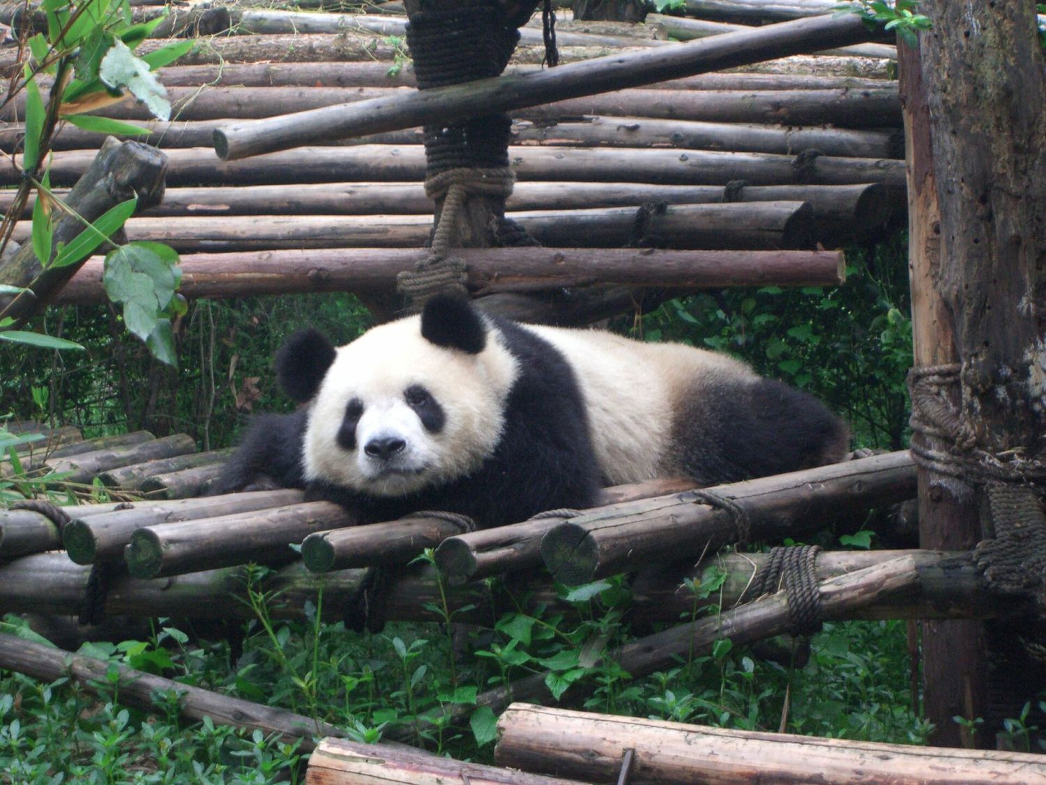 Chengdu Pandas & Sichuan